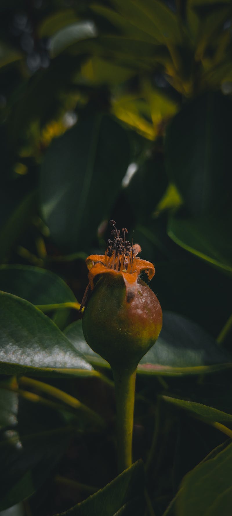 LA NORDICA Monoblocco 90PA wood insert