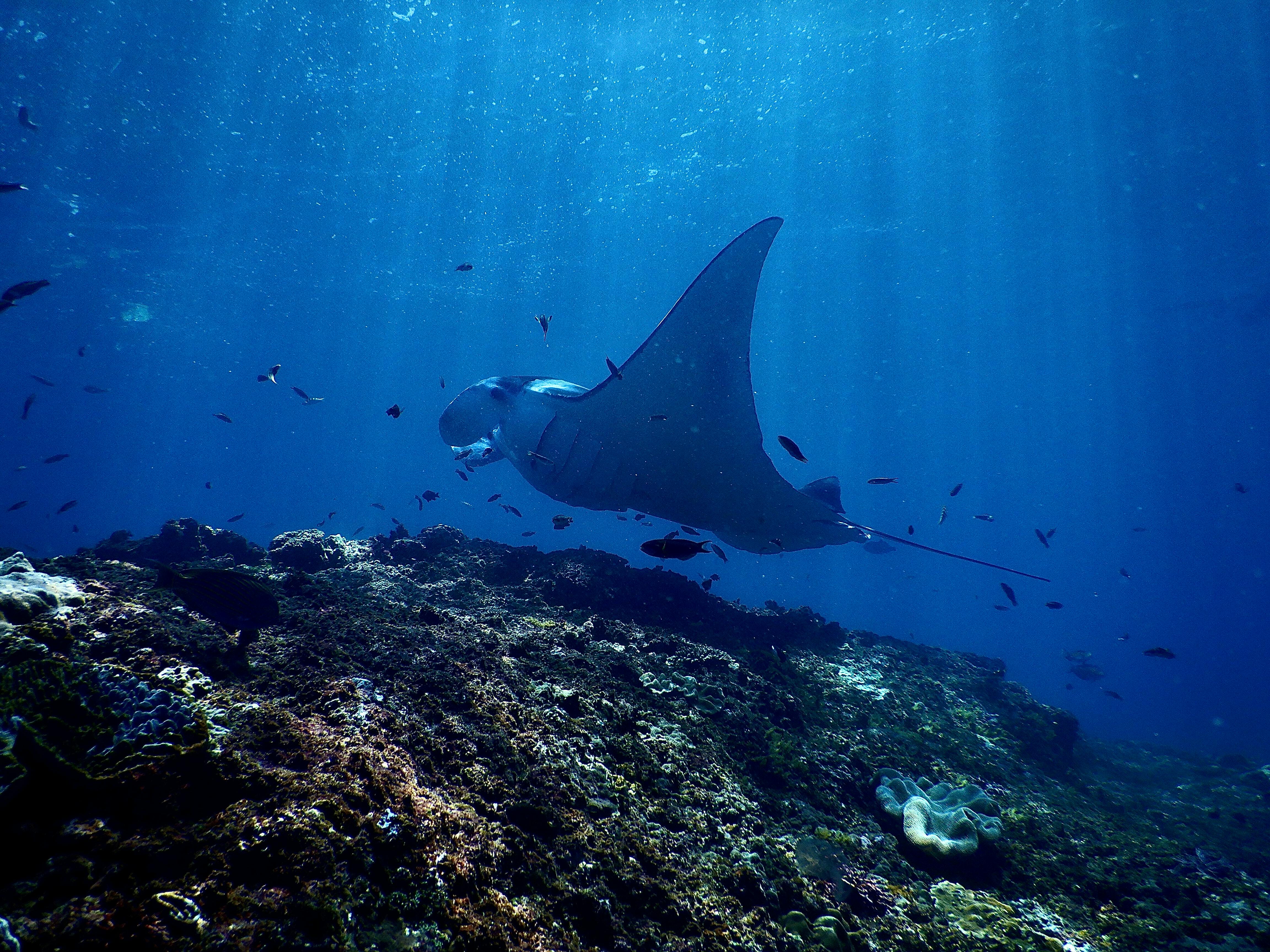 Manta ray swimming above a coral reef at Manta Point near Labuan Bajo, surrounded by tropical fish in clear blue waters of Komodo National Park.