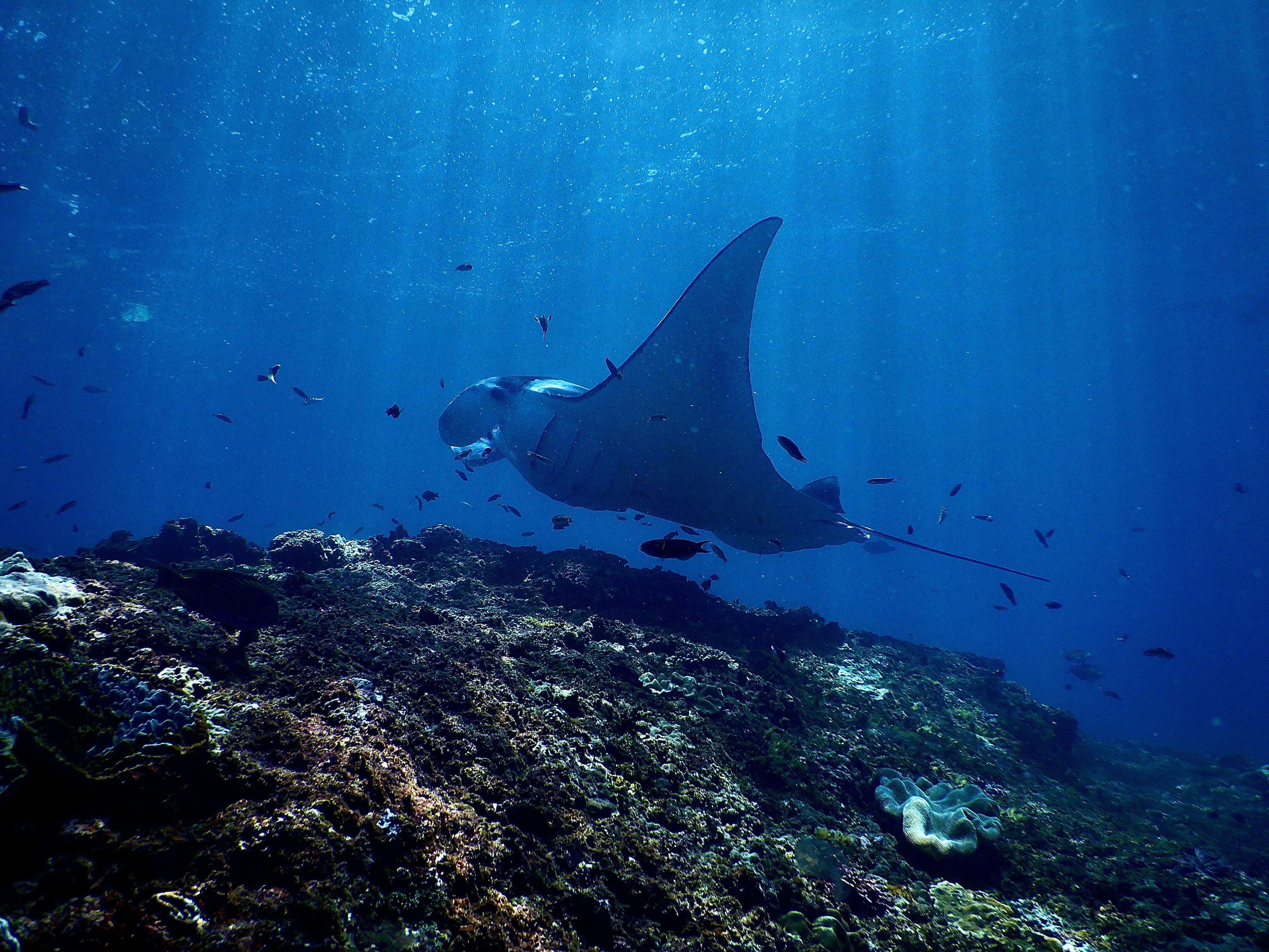 exotic reef manta ray swimming undersea in sunlight