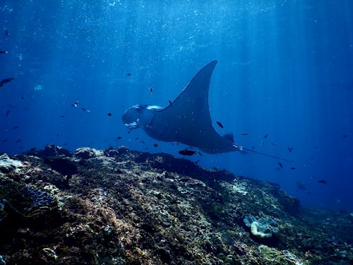 Exotic reef manta ray swimming undersea in sunlight