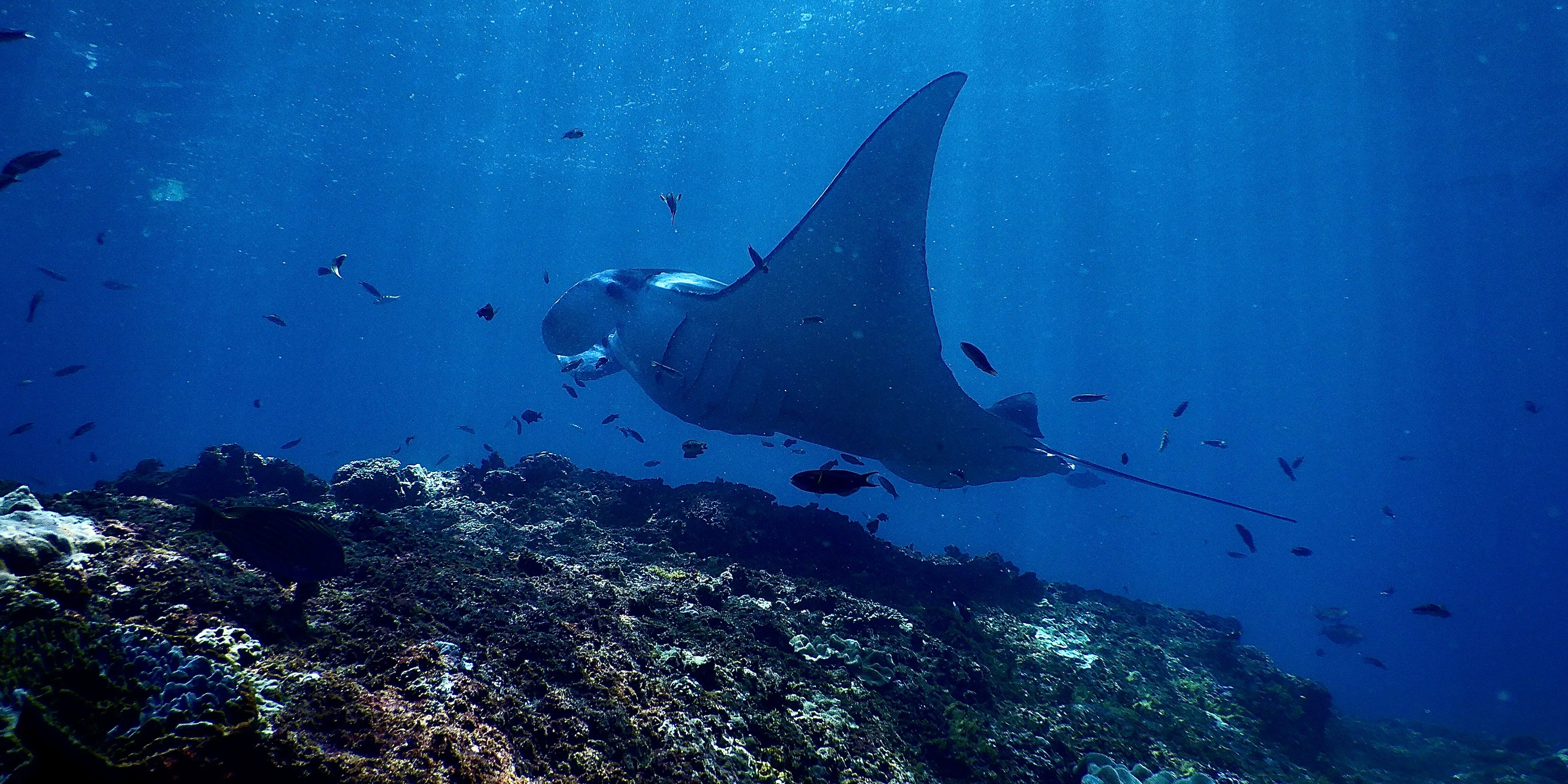 Komodo Liveaboard Diving — Manta Point & Batu Bolong