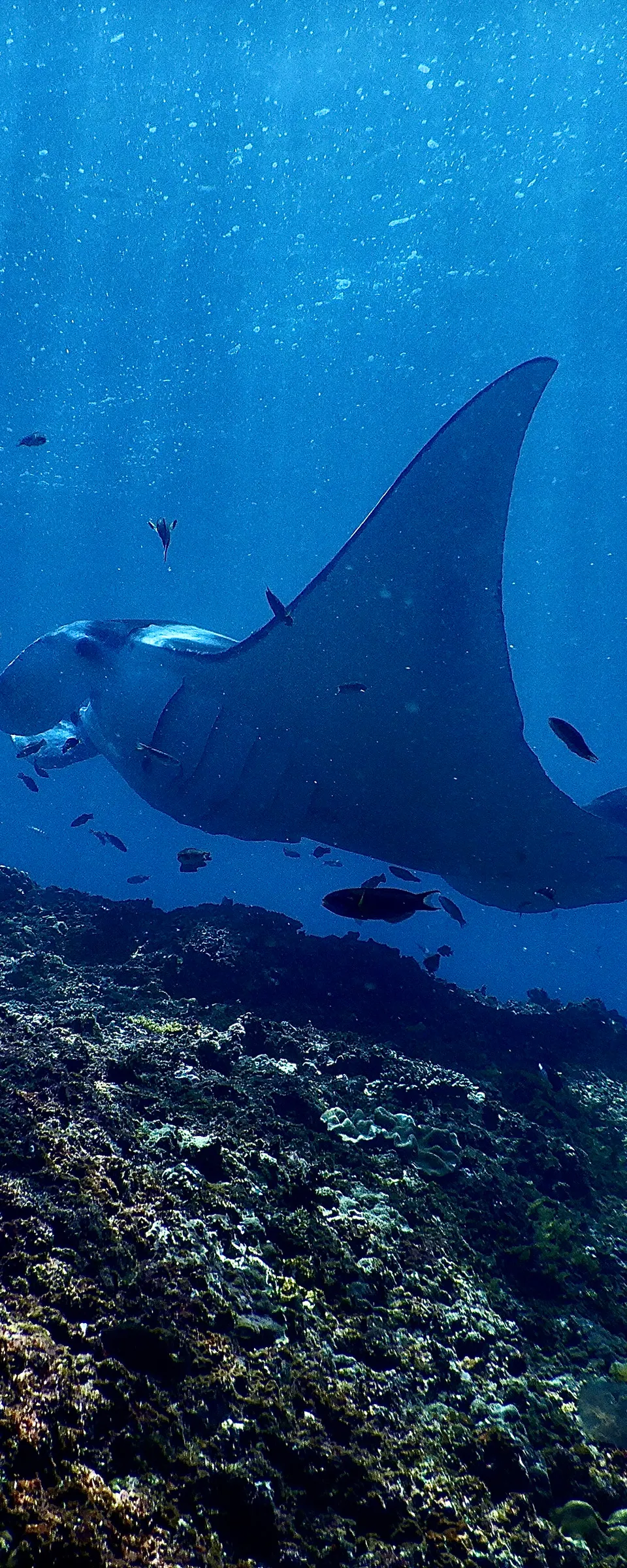 Komodo Liveaboard Diving — Manta Point & Batu Bolong