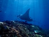 Exotic reef manta ray swimming undersea in sunlight