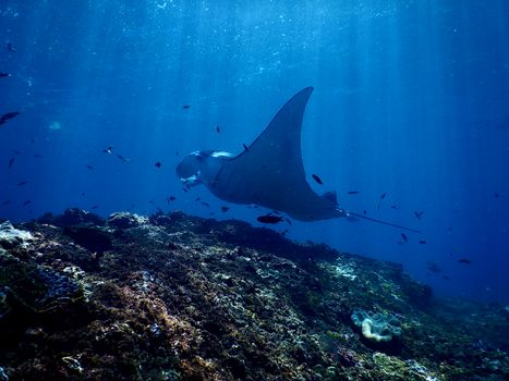 Exotic reef manta ray swimming undersea in sunlight