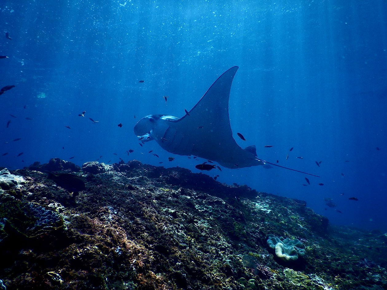 Reef manta ray gliding over a coral reef in sunlit blue water