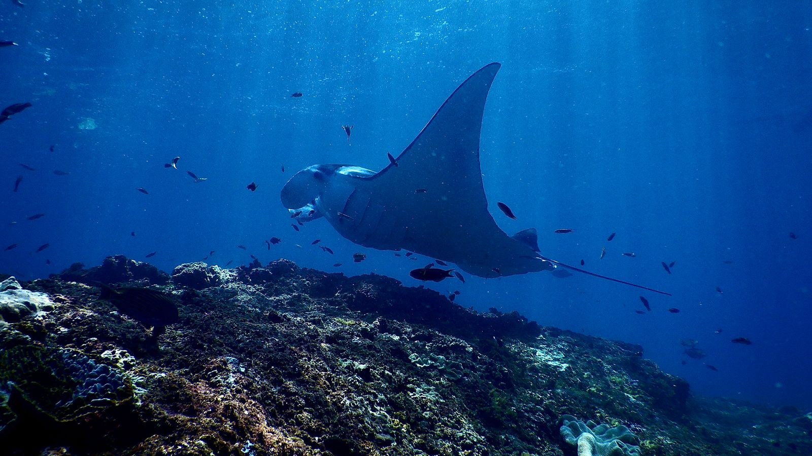 Reef manta ray swimming over a cleaning station, Raja Ampat, Indonesia