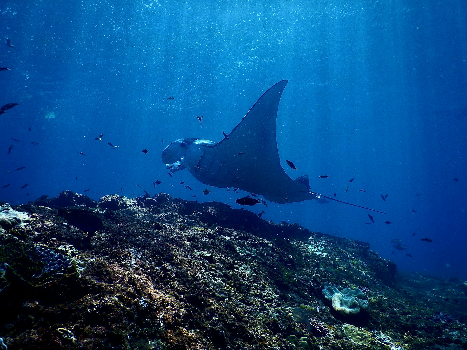 Stunning underwater scene of a manta ray gliding through a vibrant coral reef habitat.