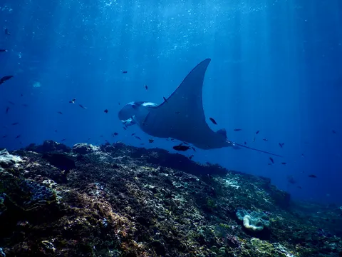 Komodo Liveaboard Diving — Manta Point & Batu Bolong