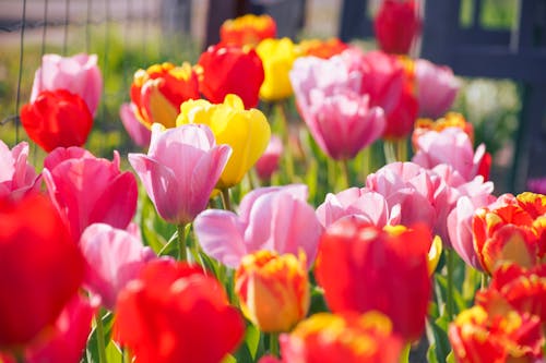 Free Colorful Tulips in Bloom Stock Photo