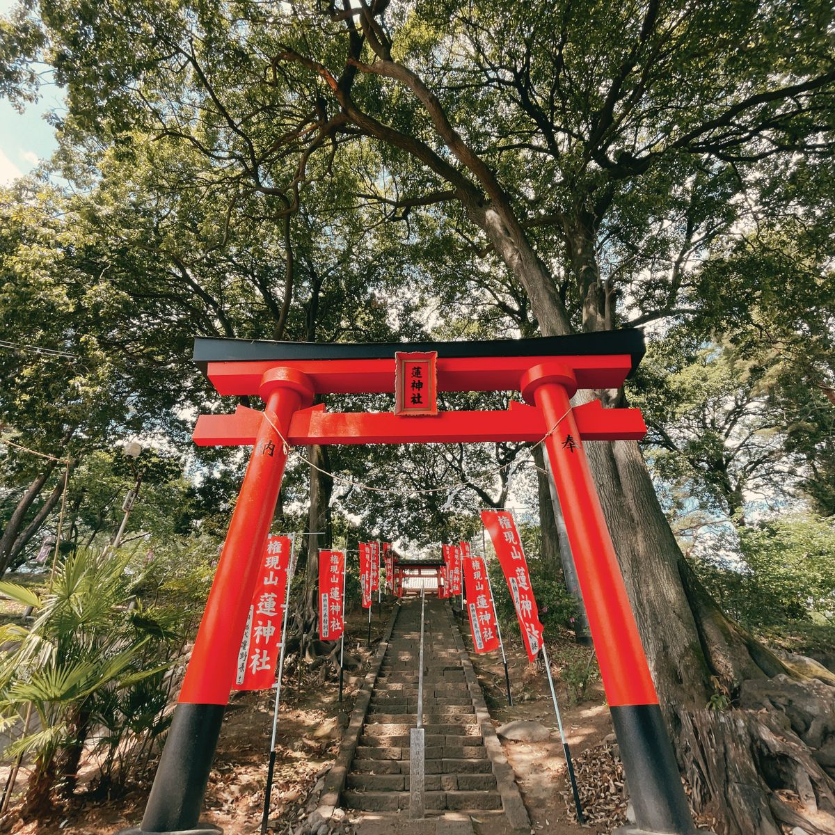 A red torii gate of a Shinto shrine in Japan amid lush forest