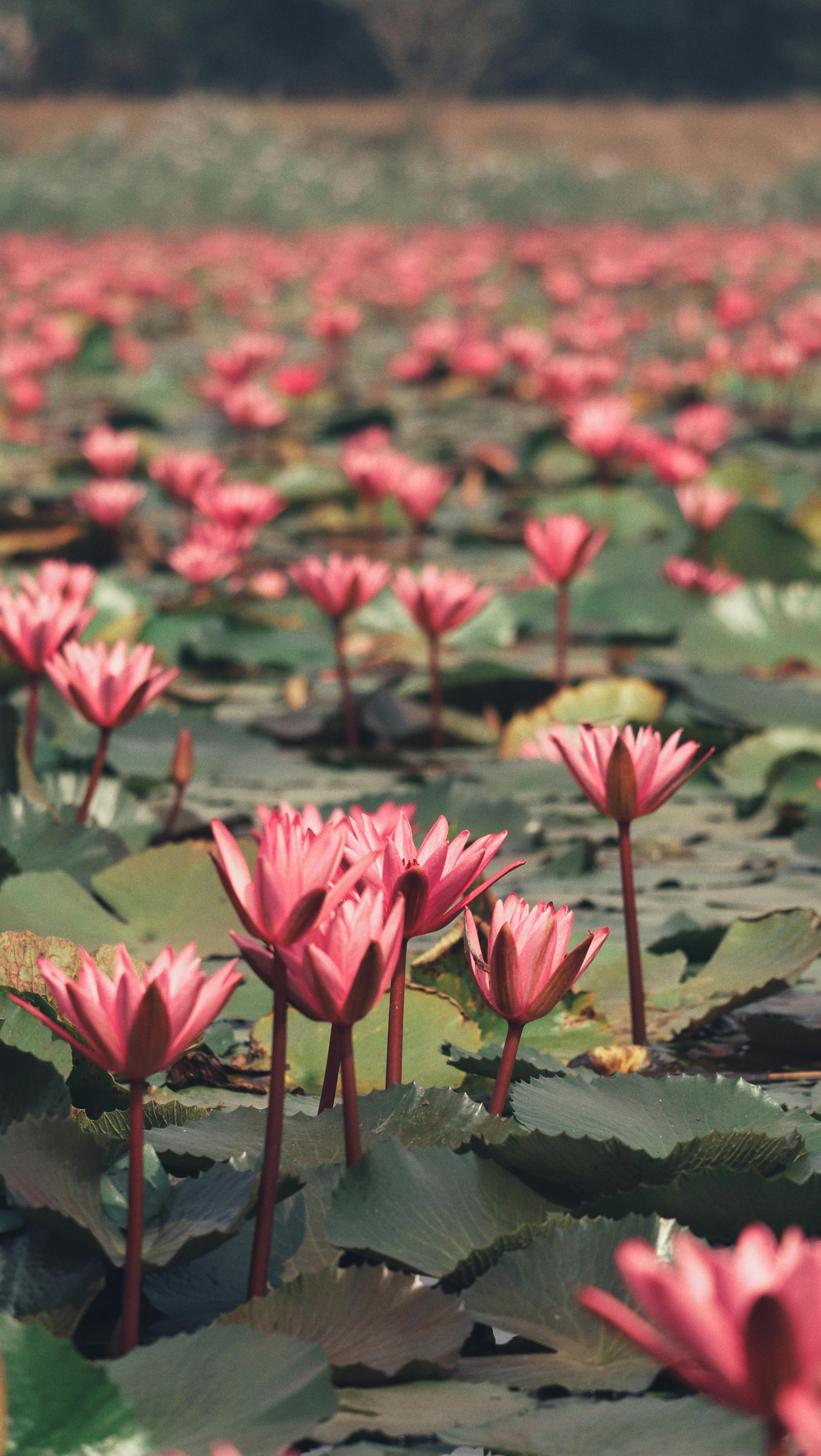 A scenic view of vibrant pink water lilies blooming across a serene pond.