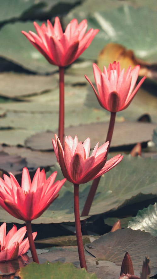 Pink Waterlilies in Bloom