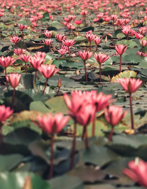  Pink Water Lilies on Body of Water