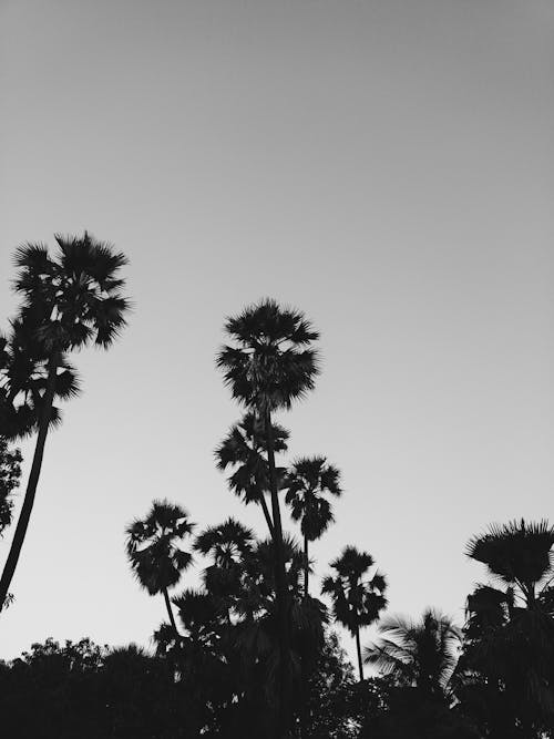 Arbre Noir Sous Les Nuages Nuageux