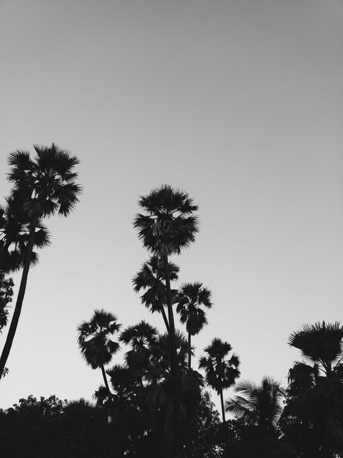Black and white image of silhouetted palm trees against a clear sky, creating a serene and dramatic scene.