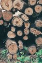 Brown Wood Logs in Close Up Photography