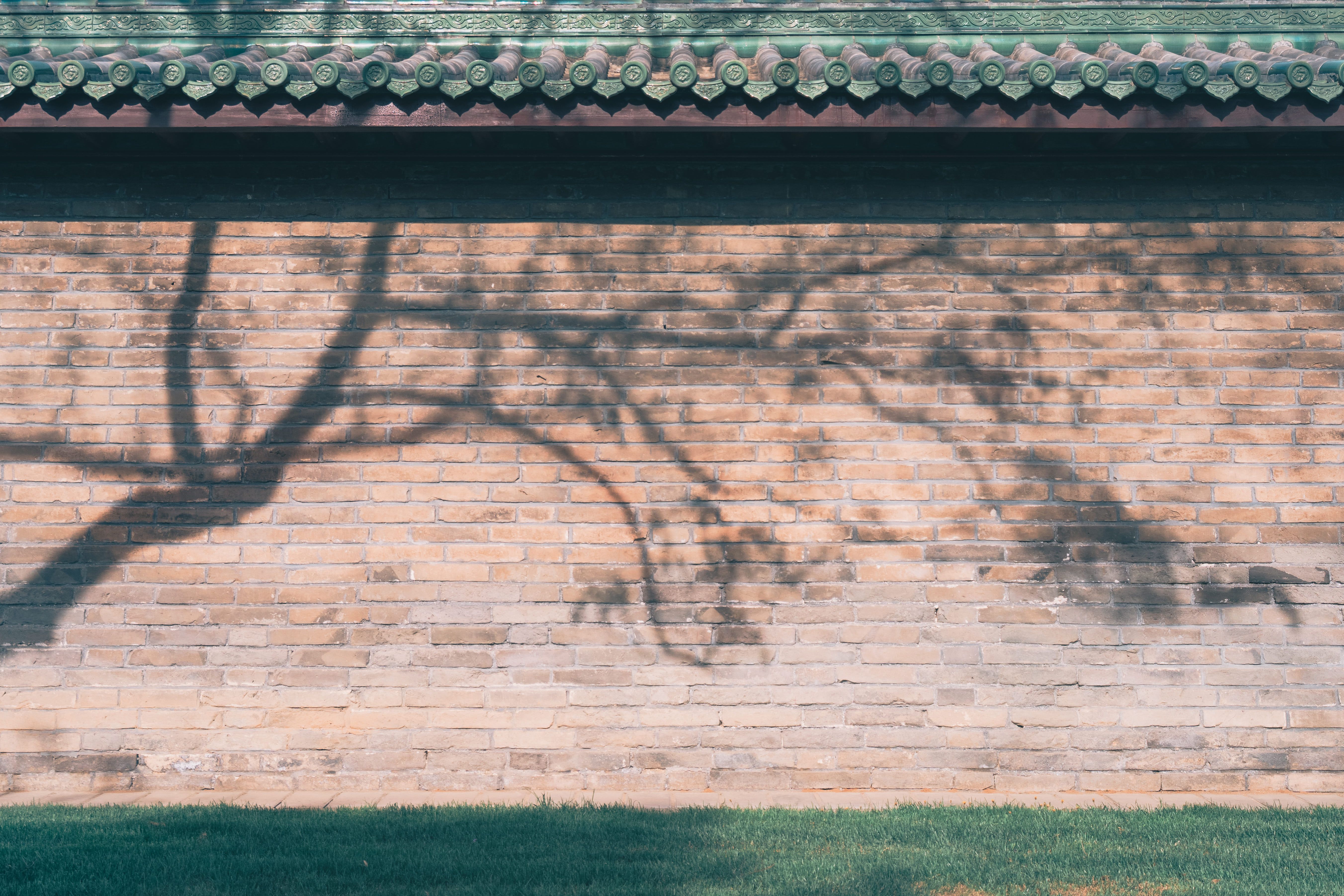 Shadow of a Tree on a Brick Wall · Free Stock Photo