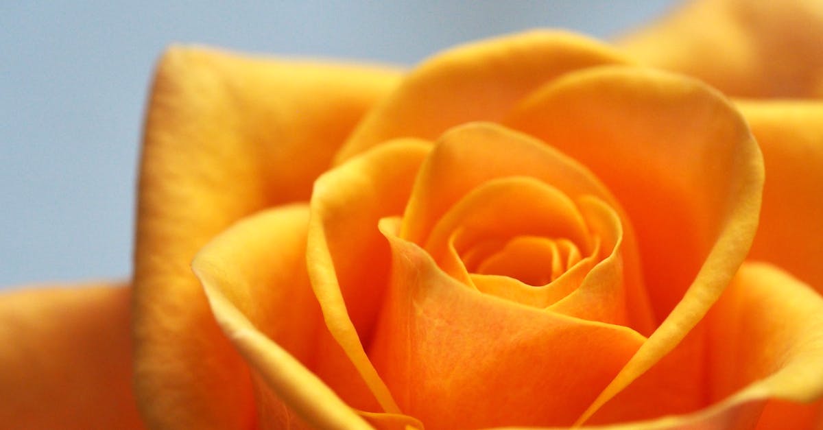 Close Up Photo of Yellow-Orange Rose