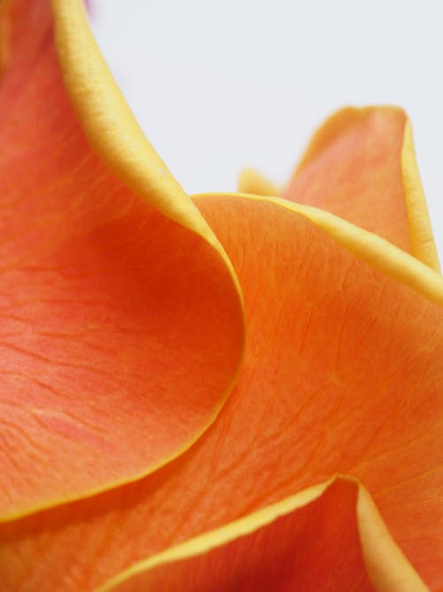 無料 オレンジ色の花びら 写真素材