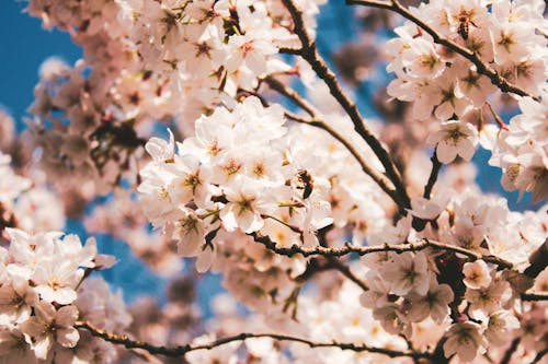 Close-Up Photograph of Cherry Blossom Flowers with White Petals