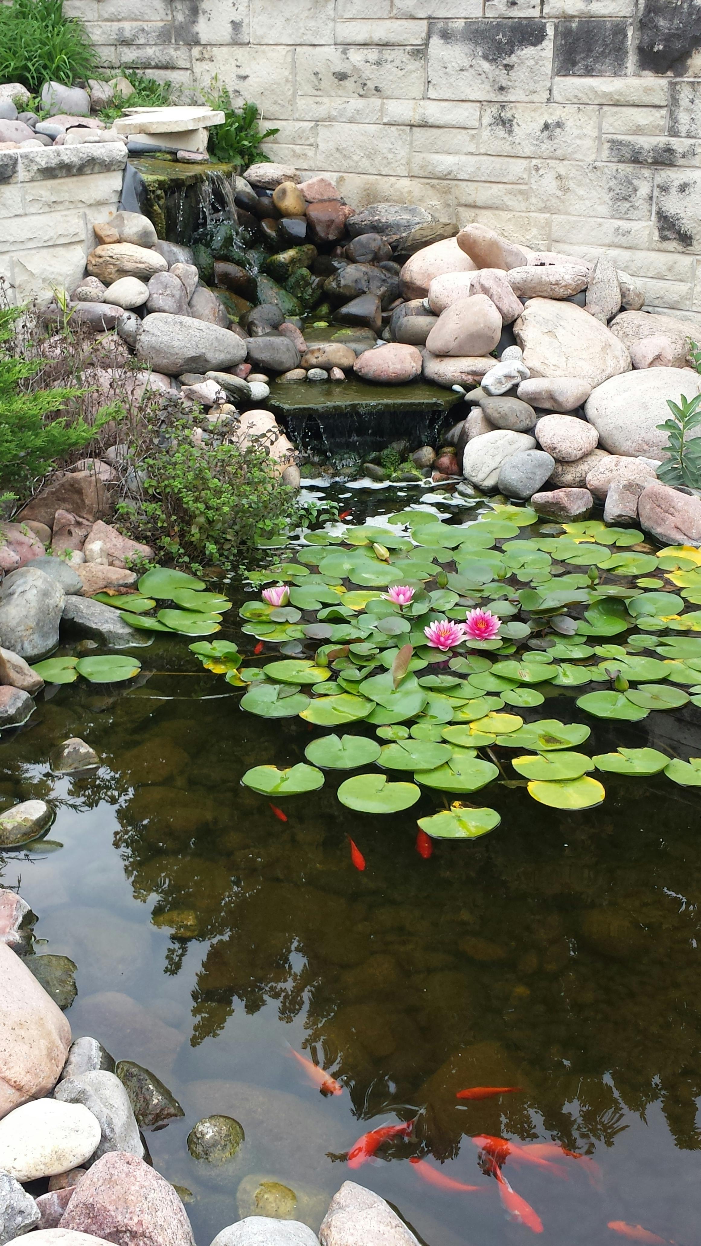 Free stock photo of calm waters, fishes, garden pond