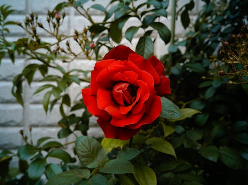 Ingyenes stockfotó rózsa, virág témában
