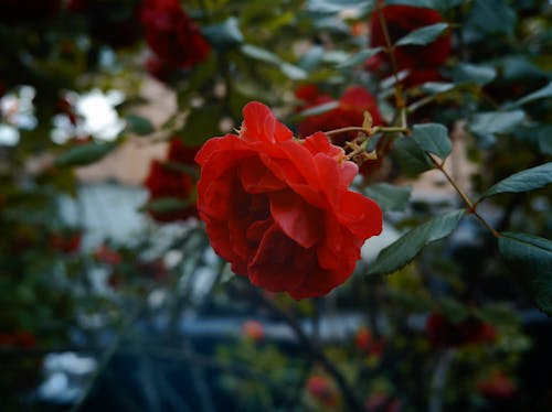 Ingyenes stockfotó rózsa, virág témában
