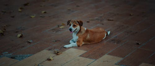 寄木細工の床に横たわるショートコートの白と茶色の犬