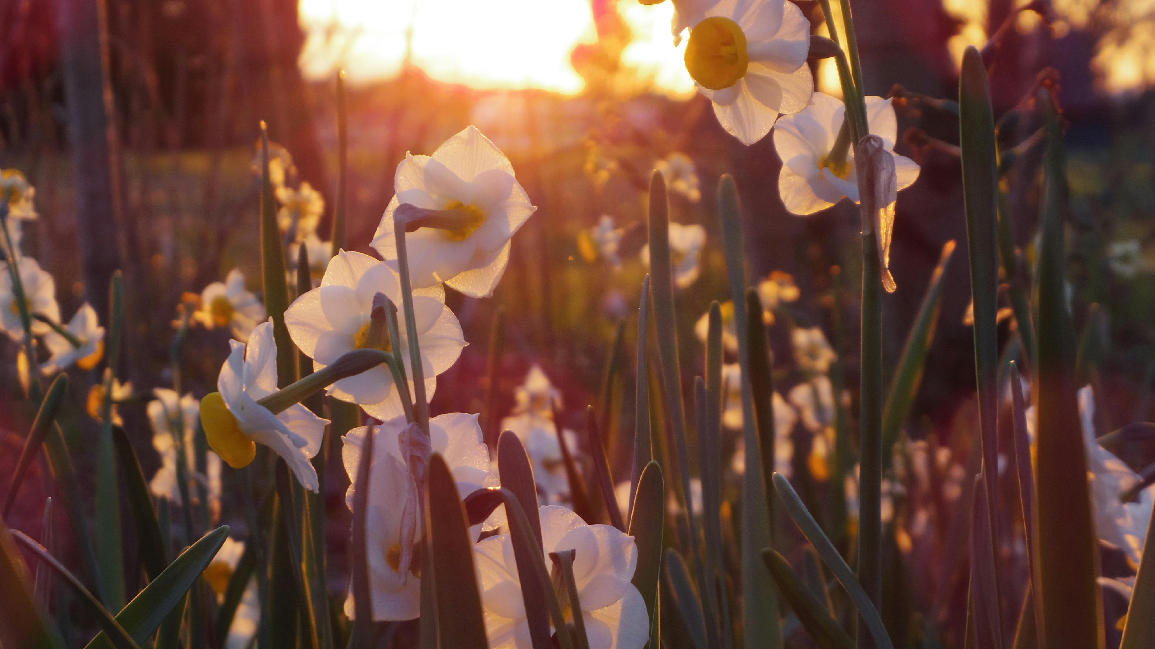 Free stock photo of daffodils, Folwers