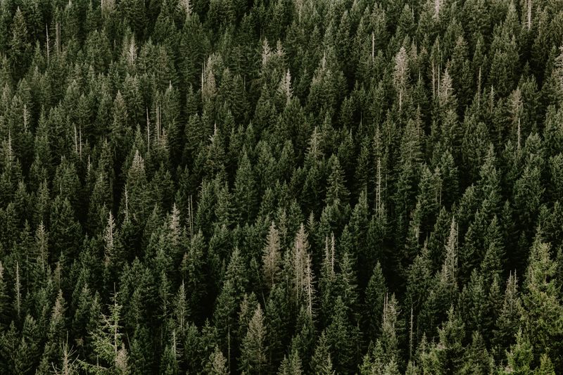A stunning aerial view of a dense evergreen forest with vibrant green pine trees.