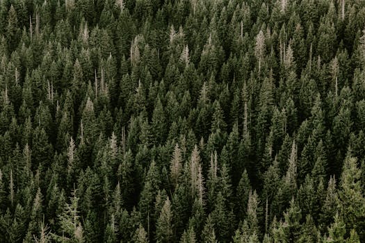 A stunning aerial view of a dense evergreen forest with vibrant green pine trees.