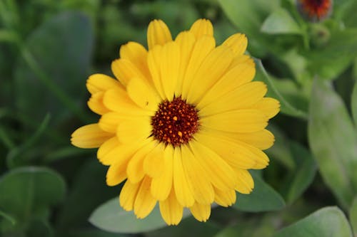 Free stock photo of sun flower