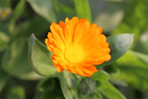 Free stock photo of sun flower