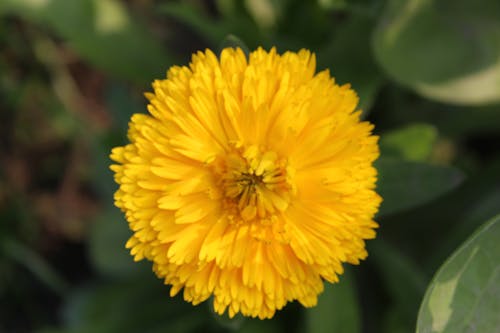 太陽花 的 免費圖庫相片