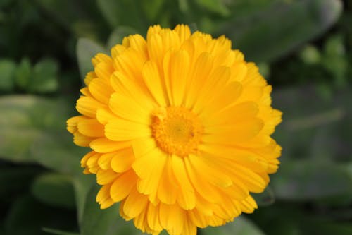 Imagine de stoc gratuită din floarea soarelui