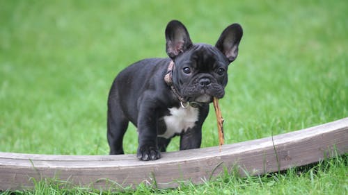 Chiot Bouledogue Français Noir Et Blanc Marchant Sur Le Panneau De Bois Brun Photographie En Gros Plan