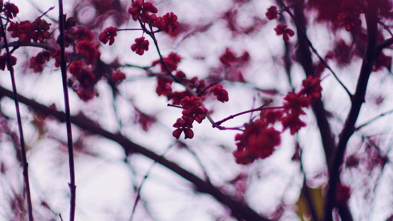 Fotografia Di Messa A Fuoco Selettiva Di Cherry Blossom