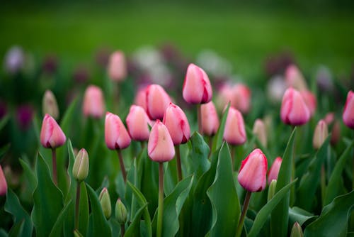 Free Pink Tulips in Bloom Stock Photo