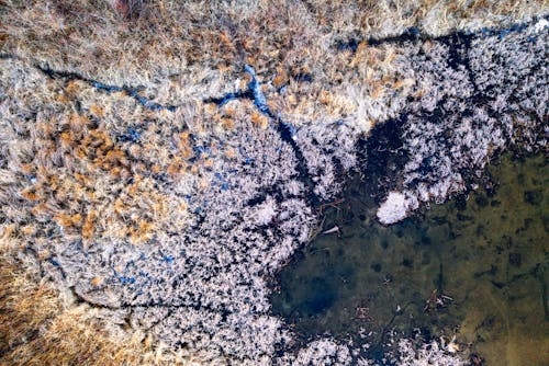 Základová fotografie zdarma na téma ledový, les, mráz
