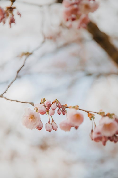 Pink Cherry Blossom in Close Up Photography