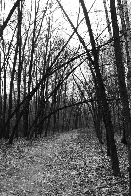 Free Discover tranquility on a leaf-strewn, leafless forest path captured in striking black and white. Stock Photo