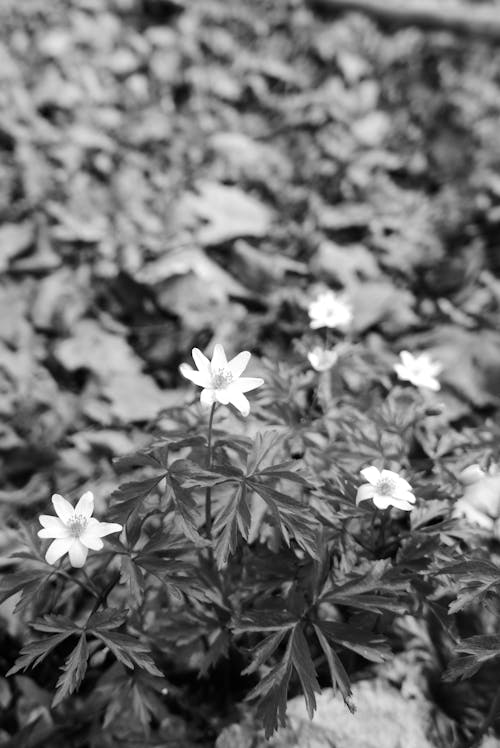 Free Grayscale Photo of Delicate Flowers  Stock Photo