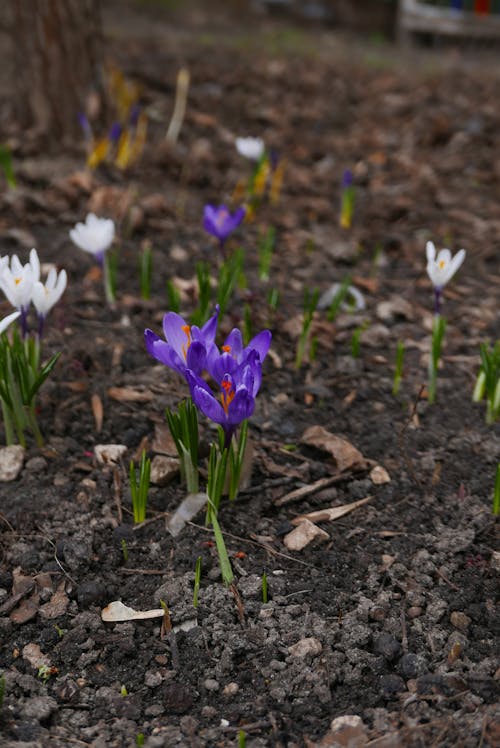 Purple and White Crocus Flowers Growing on the Ground