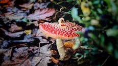 森林的落叶中生长着五颜六色的红色飞木耳蘑菇