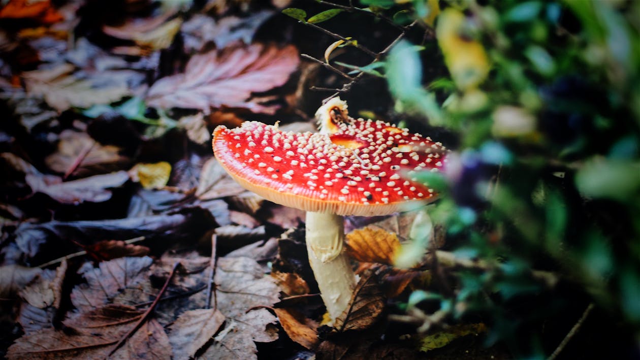 Cogumelo Vermelho Em Fotografia De Close