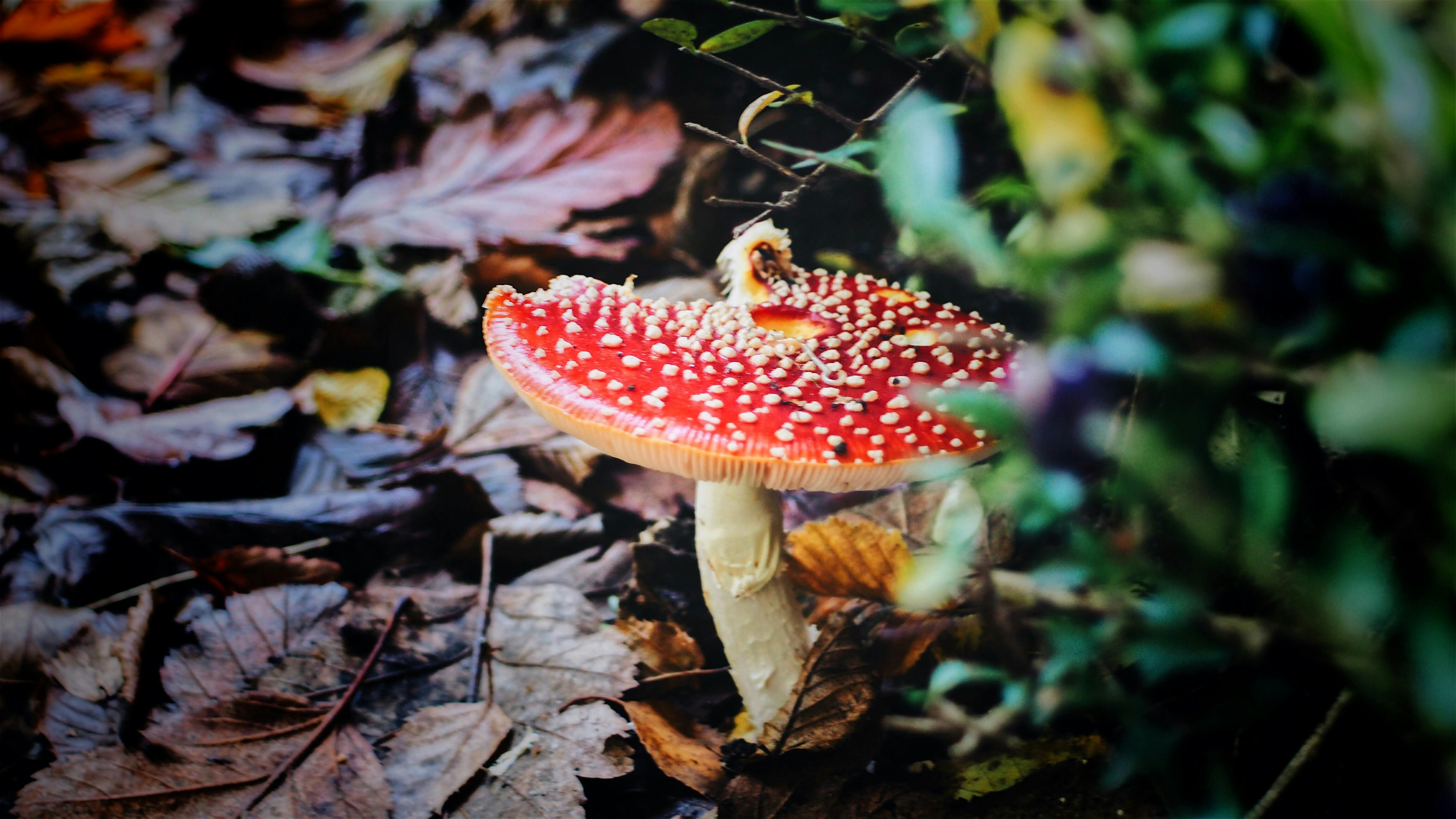 Roter Pilz In Der Nahaufnahmefotografie · Kostenloses Stock Foto