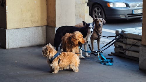 Free 诺里奇梗，爱尔兰塞特犬，西伯利亚雪橇犬和拉布拉多犬 Stock Photo