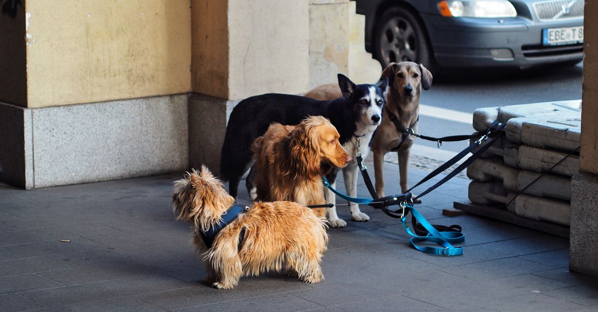 Why Your Dog Still Pulls on the Leash (And the Overlooked Solutions That Actually Work)