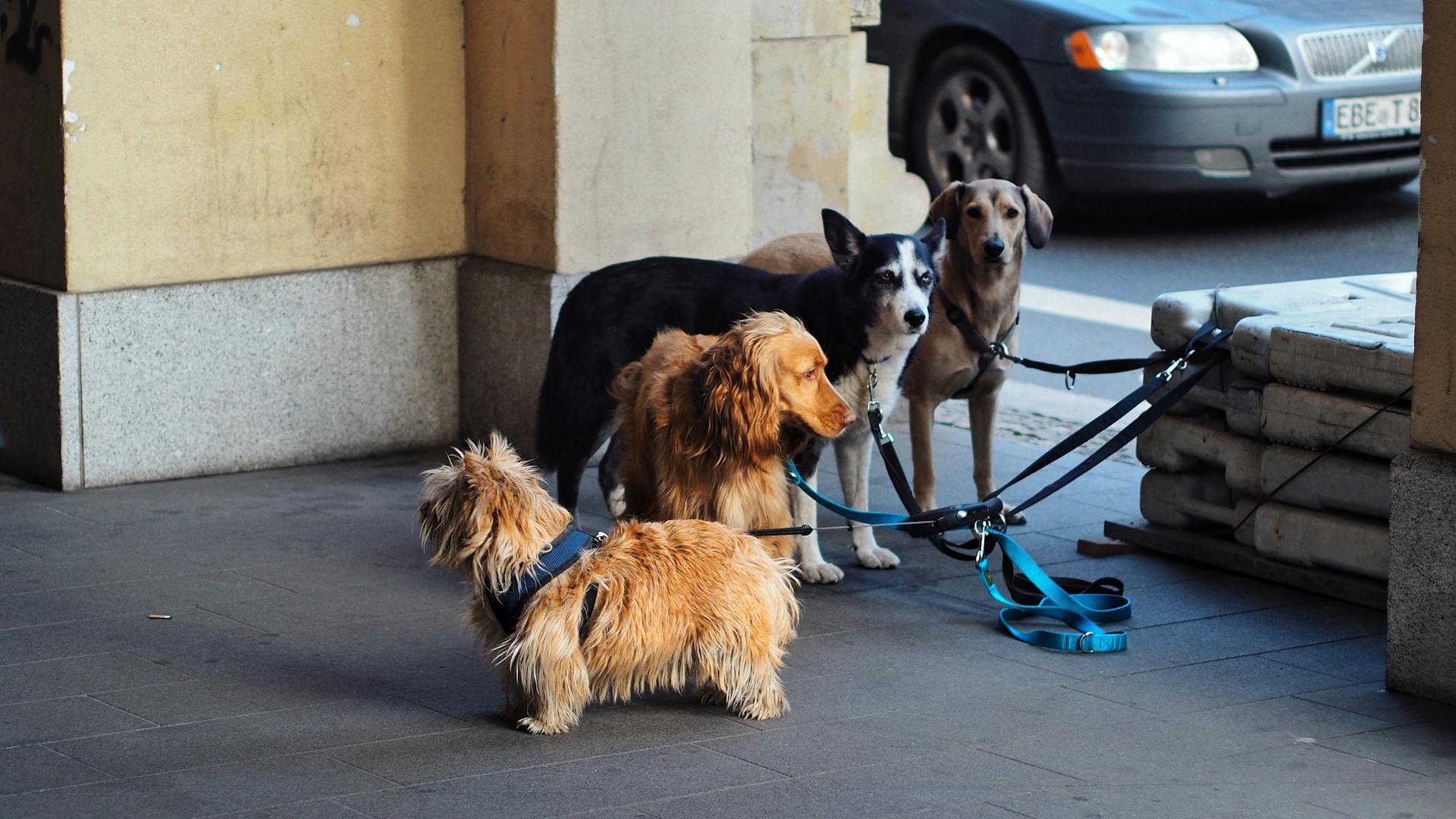 Norwichterrier, irländsk setter, sibirisk husky och labradorretriever