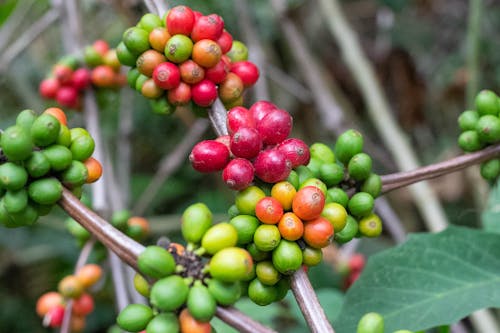 Close-Up Photo of Unripe Coffee Cherries